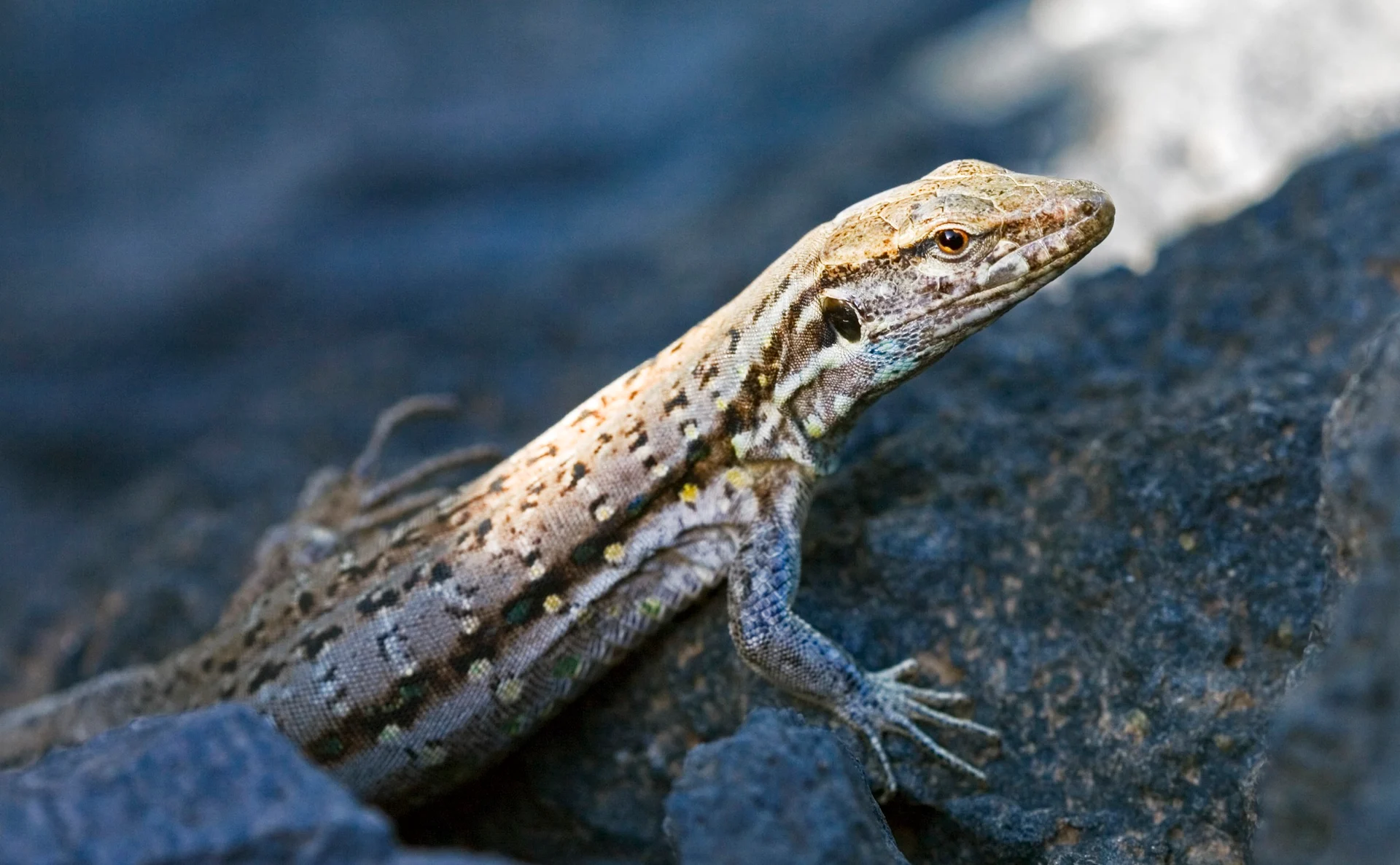 Lizard photograph.