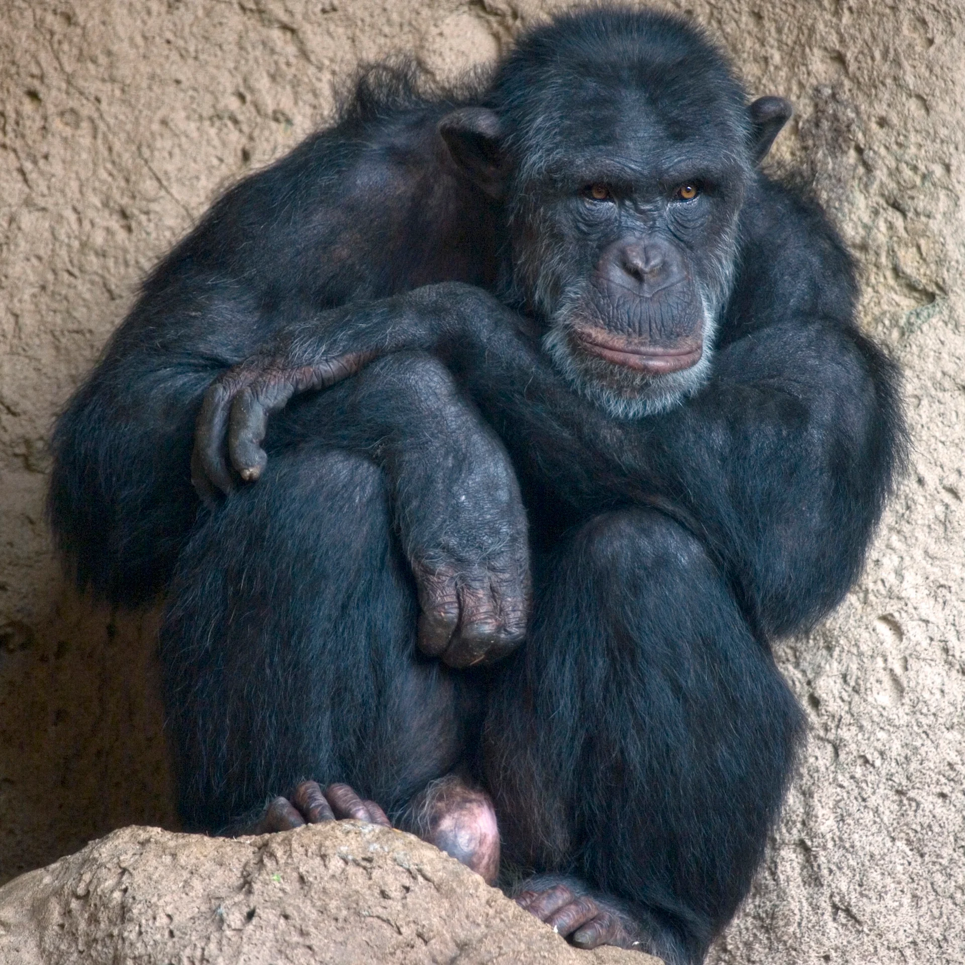 Chimp photograph.